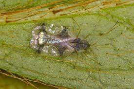 Check spelling or type a new query. Azalea Pests And Diseases Agriculture And Food