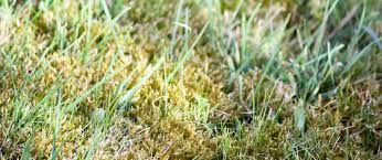 Image result for how do you kill moss on asphalt