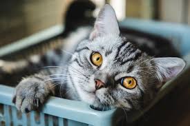 Female siamese cats, our princesses are spoiled and talkative. 100 Memorable Cat Names That Begin With M Lovetoknow