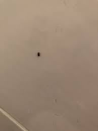 L'unica cosa che ho notato è che con un insettorepellente non mi pungono. Piccoli Insetti Marroni Trovati Per Casa Natura Mediterraneo Forum Naturalistico