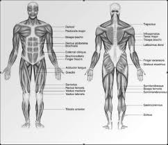 Human muscle system, the muscles of the human body that work the skeletal system, that are under voluntary control, and that are concerned with movement, posture, and balance. Labelled Diagram Of Muscular System Full Size Png Download Seekpng