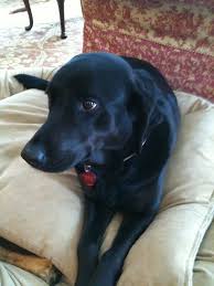 Also, specializing in the lightest color of english, yellow labrador. Lucy Is A Very Proper British Labrador Retriever She Resides In Edina Mn And Enjoys Napping Lab Puppies Puppies Pets
