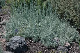 Image result for Pseuderanthemum ludovicianum