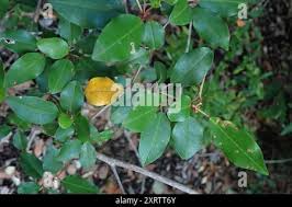 Image result for Croton pseudopulchellus