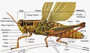 Maybe you would like to learn more about one of these? Kumpulan Laporan Praktikum Universitas Lampung