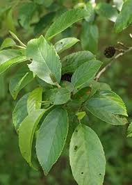 Image result for Combretum adenogonium