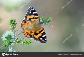 Australian Painted Lady Butterfly Vanessa Kershawi Stock