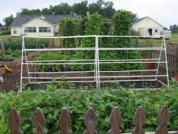How to secure garden trellis. How To Build A Pvc Trellis How Tos Diy