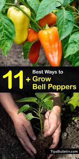 Pick the peppers once they reach their full color and the skins begin to wrinkle. 11 Best Ways To Grow Bell Peppers