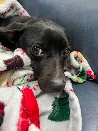 Meet Oreo 🐕‍🦺 This beauty is a...