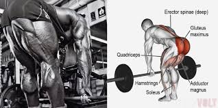 The Heavyweight Lifting Match Romanian Deadlift Vs Stiff Leg Deadlift Fitness Volt