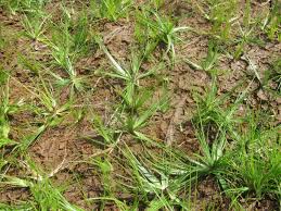 Image result for Fimbristylis