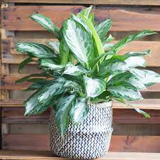 Use our water calculator to personalize watering recommendations. Aglaonema Silver Bay Forget Me Not Flower Market