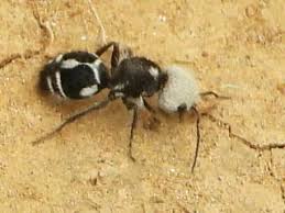 Image result for panda ant