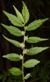 Image result for Elatostema monticola