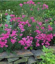 Graceful Gardens Achillea Cerise Queen New Garden Flowers Perennials Deer Resistant Perennials Deer Resistant Plants