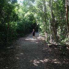 1 within the florida keys.the island was home to the town of indian key, florida in the middle of the 19th century but is now an uninhabited ghost town. Dagney Johnson Hammock Botanical State Park Key Largo Fl Picture Of Dagny Johnson Key Largo Hammock Botanical State Park Tripadvisor