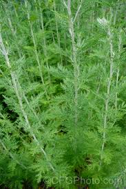Image result for Artemisia afra