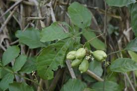 Image result for Paullinia pinnata