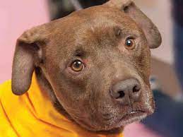 Hercules Sweet Lovable Guy Animal Friends Pittsburgh Pa Petharbor Com Animal Shelter Adopt A Pet Dogs Cats Puppies Kitten Animal Shelter Pets Animals
