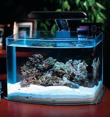 Kotoran yang dihasilkan ikan berguna untuk menjadi nutrisi bagi tanaman. Rafafatur Jual Ikan Hias Harga Ikan Hias Dan Aquarium Murah Laman 2