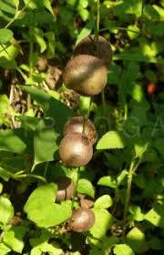 Image result for Dioscorea schimperiana