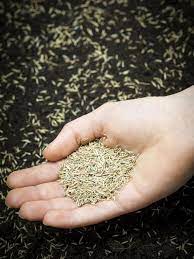 How To Plant A New Lawn From Seed Or Sod The Garden Glove Growing Grass From Seed Grass Seed Best Grass Seed