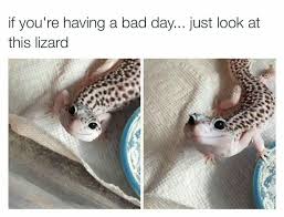 Pin By Everyday Quotes On Animals Cute Lizard Cute Gecko Pet Lizards