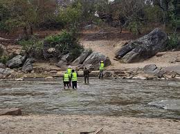 Image result for Fuirena welwitschii