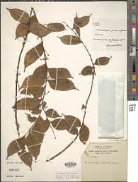 Image result for Octolepis decalepis