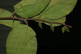 Image result for Grewia pubescens