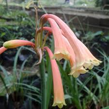 Image result for Cyrtanthus mackenii