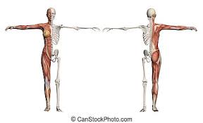 Each of these muscles is a discrete organ constructed of skeletal muscle tissue blood vessels tendons and nerves. Human Body Anatomy Of A Female Muscles Structure Human Body Anatomy Muscles Structure Of A Female Front View Side View And Canstock