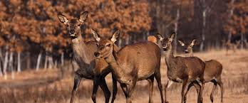 O atentie deosebita o acordam. Parcul De Animale SÄƒlbatice De La Zetea Cel Mai Frumos Cadou Pentru VacanÈ›a Ta Coltisor De Romania