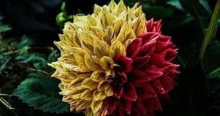 Act Score To Gpa Conversion Table Flowers Organic Gardening Tips Flower Garden