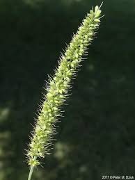 Image result for Setaria verticillata