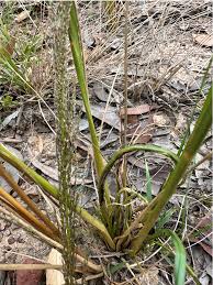 Image result for Sporobolus natalensis