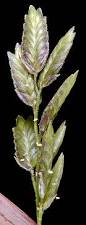 Image result for Eragrostis cilianensis