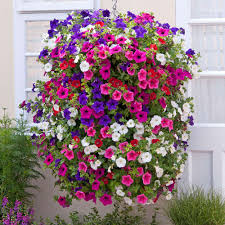 Surfinia petunias are an excellent choice for any garden, container, or hanging basket, just water, fertilize and place in full to partial sun. Buy Surfinia Mixed J Parker Dutch Bulbs