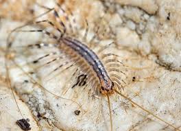 Check spelling or type a new query. Are You Seeing Creepy Centipedes In Your Louisville Home
