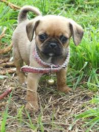 Black And Tan Pugalier Gorgeous Pugalier Puppy S Puppies Pug Dogs For Sale Puppy Training