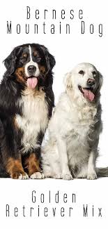 Contact if you are ready to offer a home to a puppy, they will make amazing companions Bernese Mountain Dog Golden Retriever Mix Breed A Complete Guide