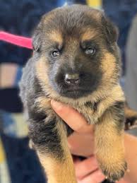 All black german shepherd puppies for sale in illinois. Illinois German Shepherd Breeder Regis Regal German Shepherds