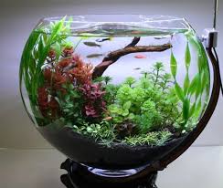 Aqua Bonsai I Saw One Of These In Person And Was Fascinated Fish Bowl Water Terrarium Fish Ponds