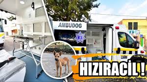 Sokak Hayvanlari Icin Ucretsiz Ambulanslar Artik Sokaklarda Ambulans Hayvan Latin Amerika