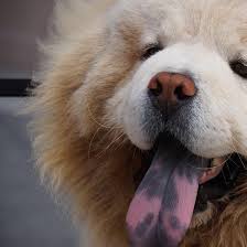Hematemesis in dogs is more common than you might think, and likely indicates an injury to the upper digestive tract. Dog Burping And Coughing Is It Normal