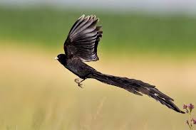 Jan 13, 2017 · rounded wings and a very long tail. 10 Small Birds With Long Tails Depth World