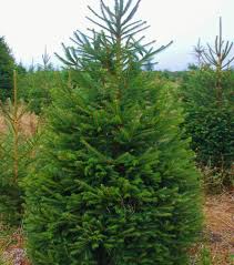 Fortunately, norway spruce is resistant to deer just as it is resistant to many other pests and diseases. Norway Spruce Tree Dartmoor Christmas Trees