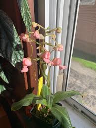 Image result for Habenaria galactantha