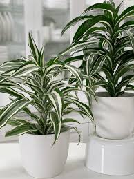 Water when the soil starts to dry out at the top, water well and allow to drain thoroughly. Dracaena White And Jade Jewel Plant Care Difficulty Easy Amiesue Com